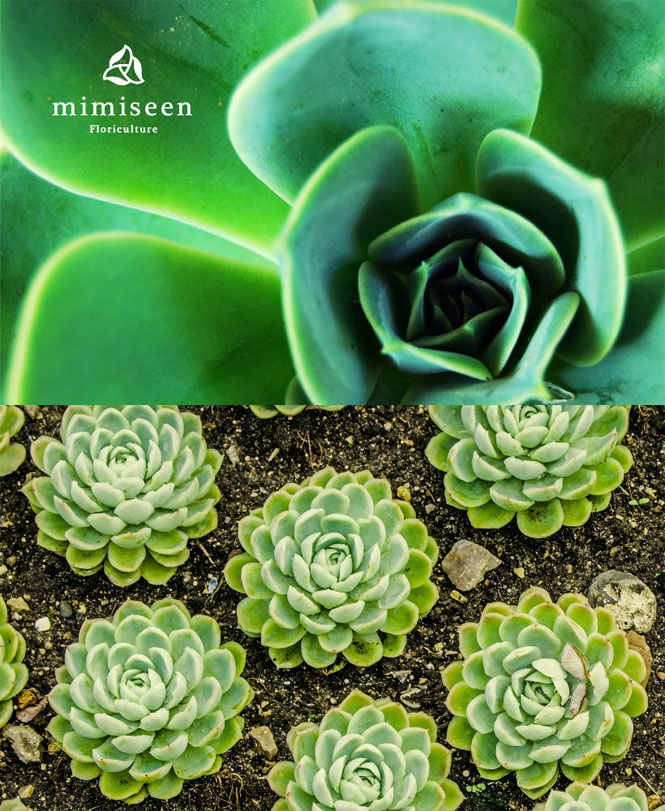 mimiseen花艺品牌设计案例